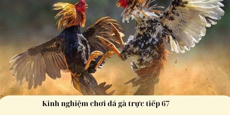 Kinh nghiệm chơi đá gà trực tiếp 67