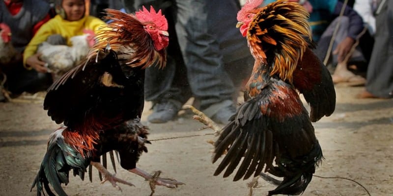 Mua bán chiến kê