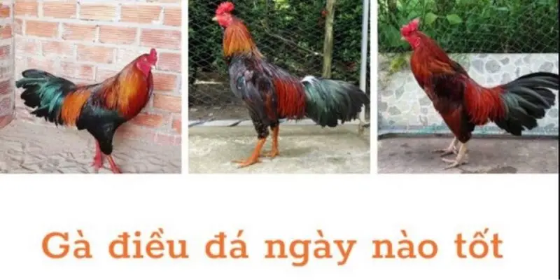 theo-ngay